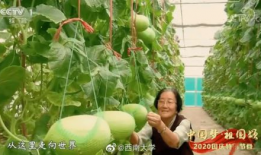 91吃瓜今日吃瓜必吃最新,紧跟热点，揭秘今日必吃吃瓜清单