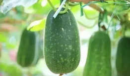 5今日吃瓜入口,热点事件深度解析