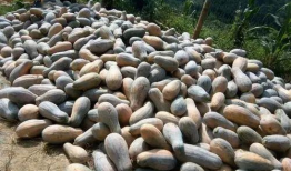 今日云南吃瓜最新消息,揭秘背后真相与网络热议