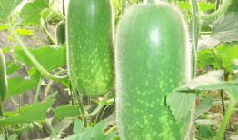 51cg今日大瓜必吃大瓜娜娜,娜娜今日大瓜，娱乐圈风云再起！